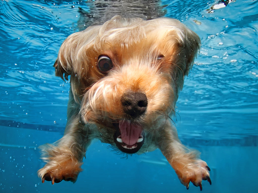 Brady, Underwater Dogs, 100pc, Lenticular Puzzle