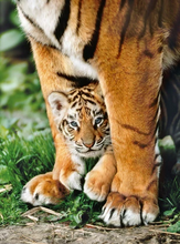 Load image into Gallery viewer, 500pc, Bengal Tiger