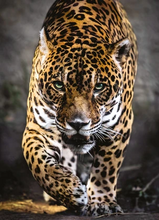 Load image into Gallery viewer, 1000pc, Walk of the Jaguar