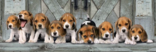 Load image into Gallery viewer, 1000pc, Panorama, Beagles, CB