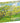 Vincent Van Gogh: Orchard in Blossom, 1000pcs
