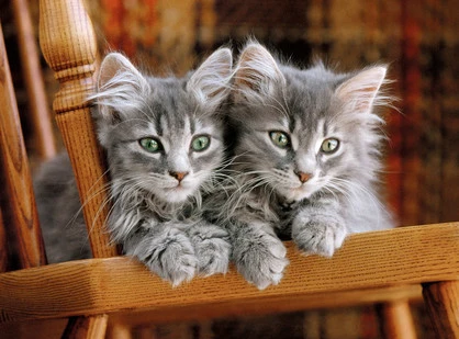 500pc, Two Grey Kittens
