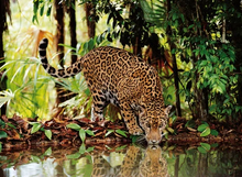 Load image into Gallery viewer, 2000pc Leopard