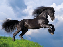 Load image into Gallery viewer, 500Pc Fresian Black Horse Puzzle