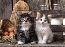 Load image into Gallery viewer, 1000pc, Lovely Kittens