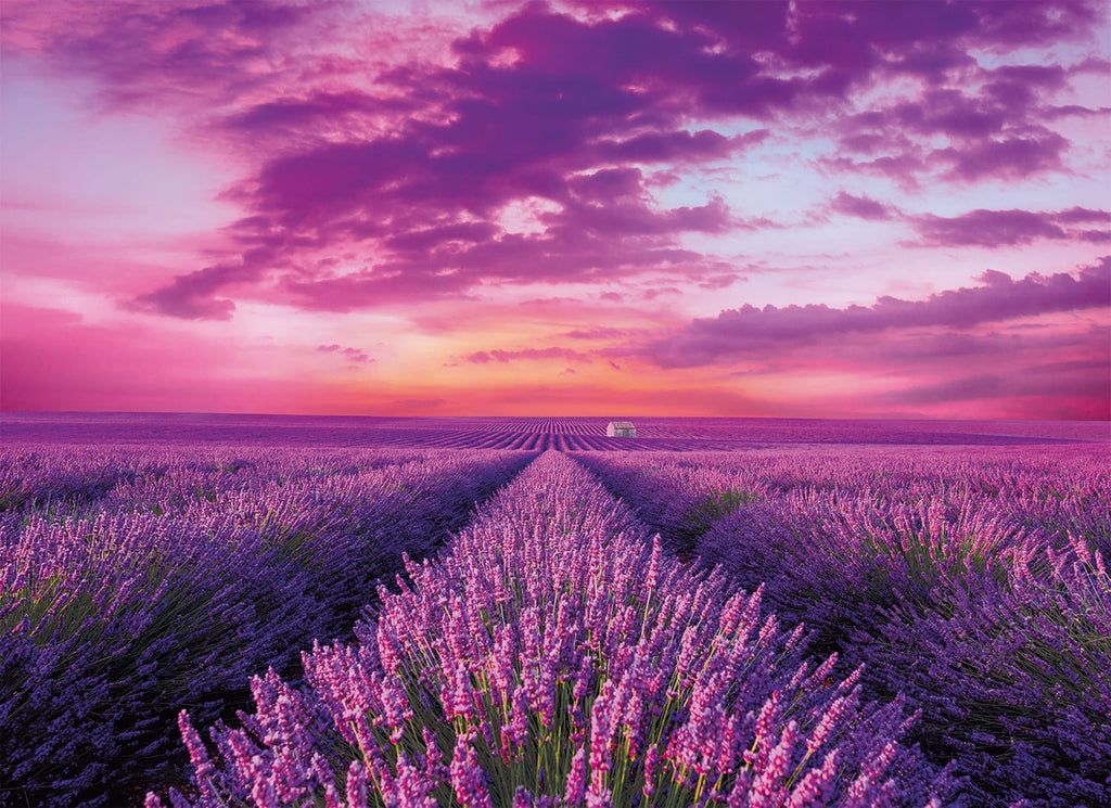 1000pc, Lavender Field