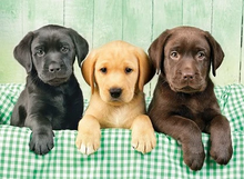Load image into Gallery viewer, 1000pc, Three Labs (Puppies)