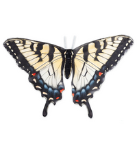 Load image into Gallery viewer, Beautiful Butterfly Wings Swallow Tail