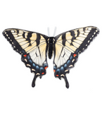 Beautiful Butterfly Wings Swallow Tail