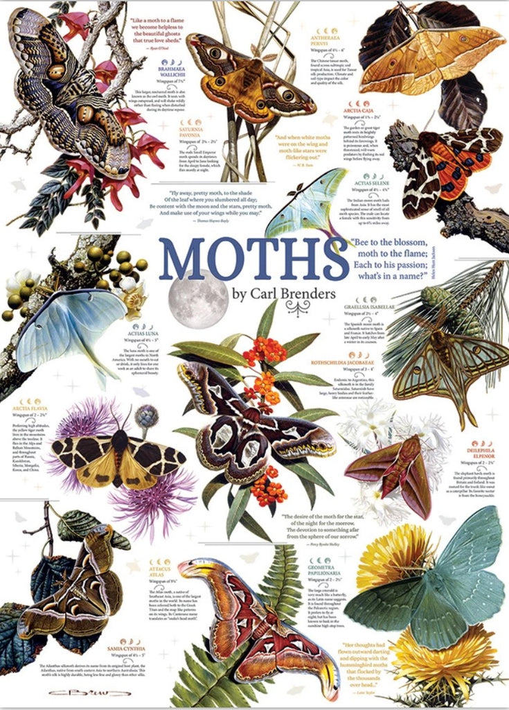 Moth Collection, 1000pcs
