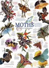 Load image into Gallery viewer, Moth Collection, 1000pcs