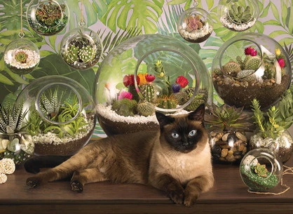 TERRARIUM CAT, 1000PCS